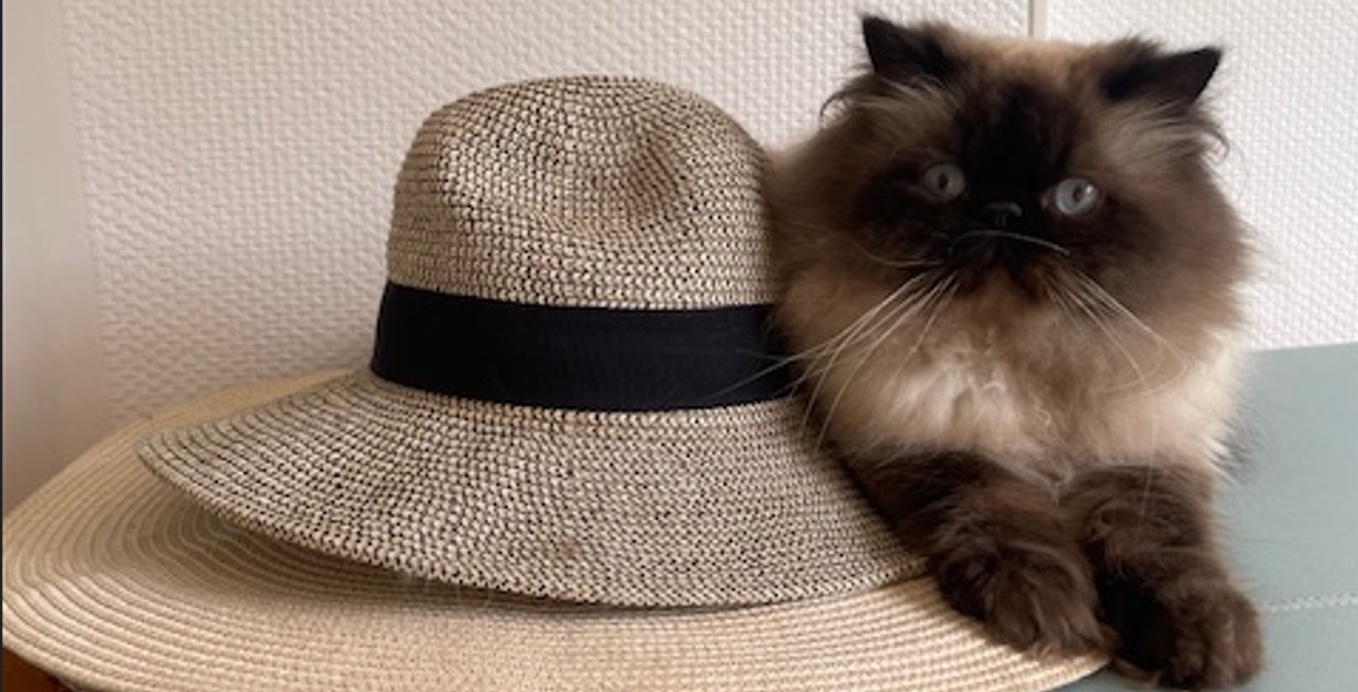 Chat Persan de la chatterie